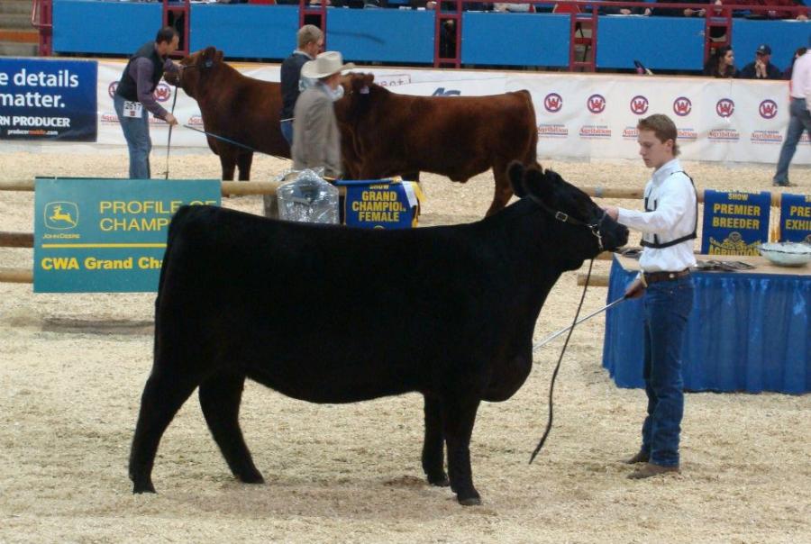 Toros Hereford