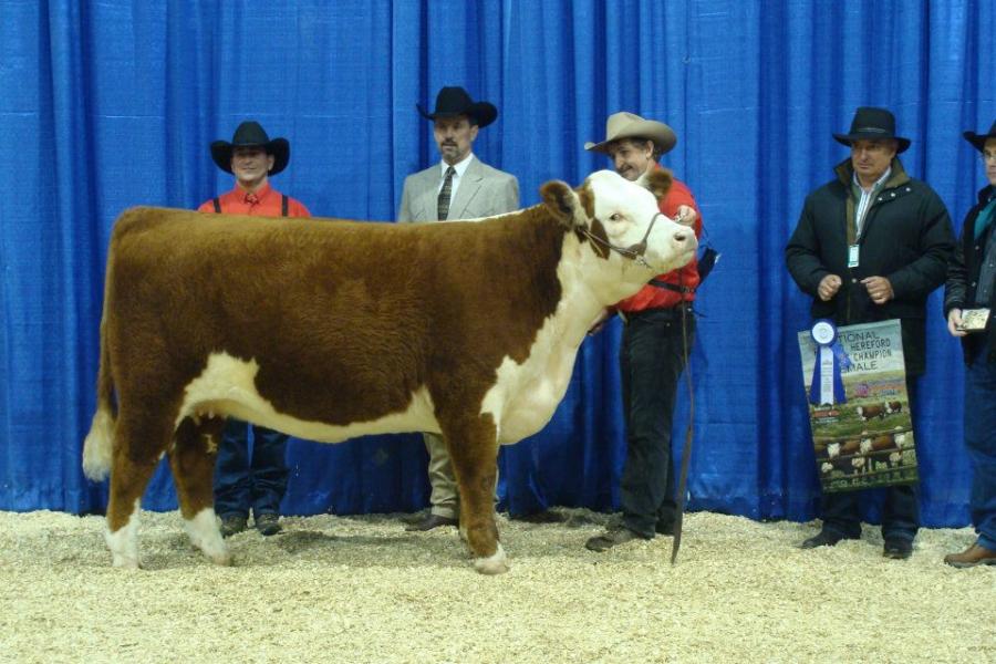 Toros Hereford