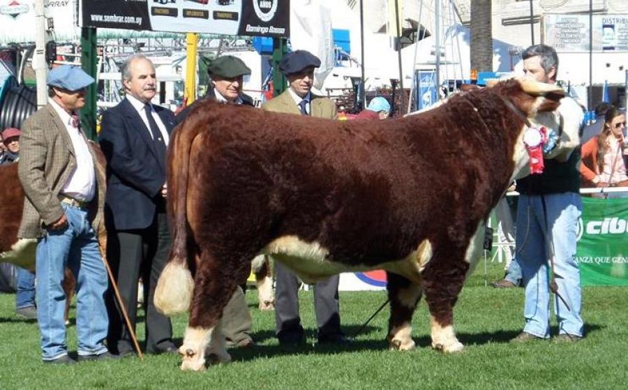 Toros Hereford