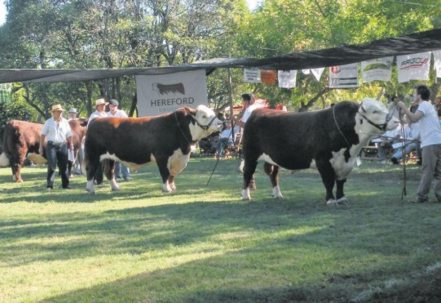 Toros Hereford