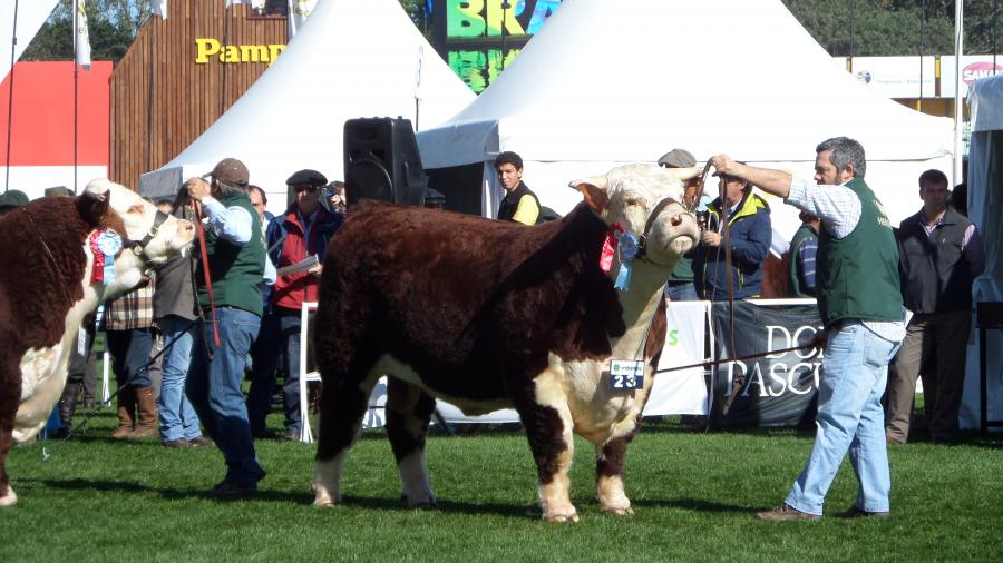 Toros Hereford