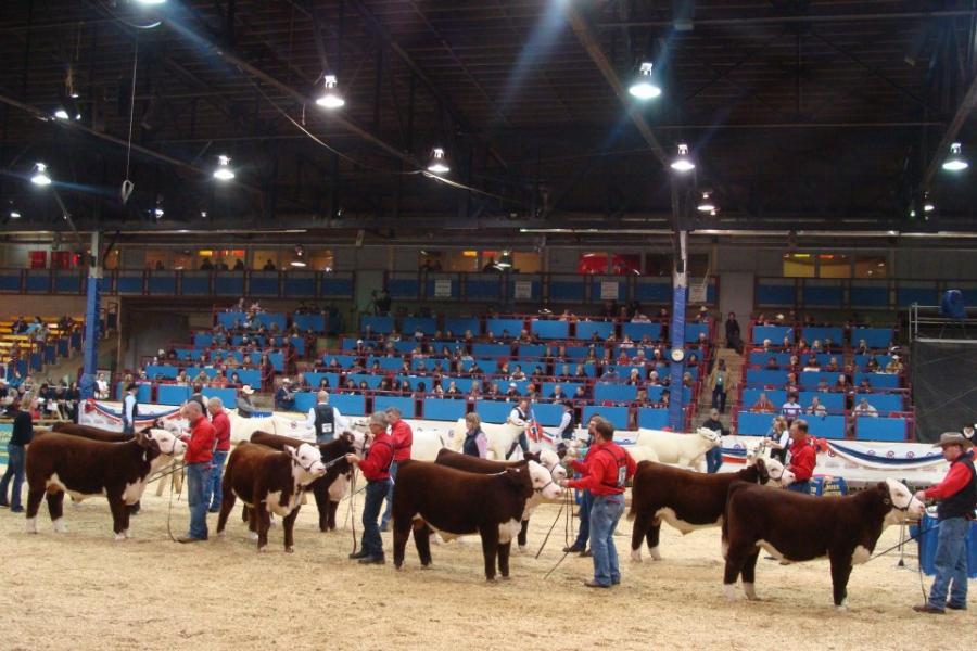 Toros Hereford