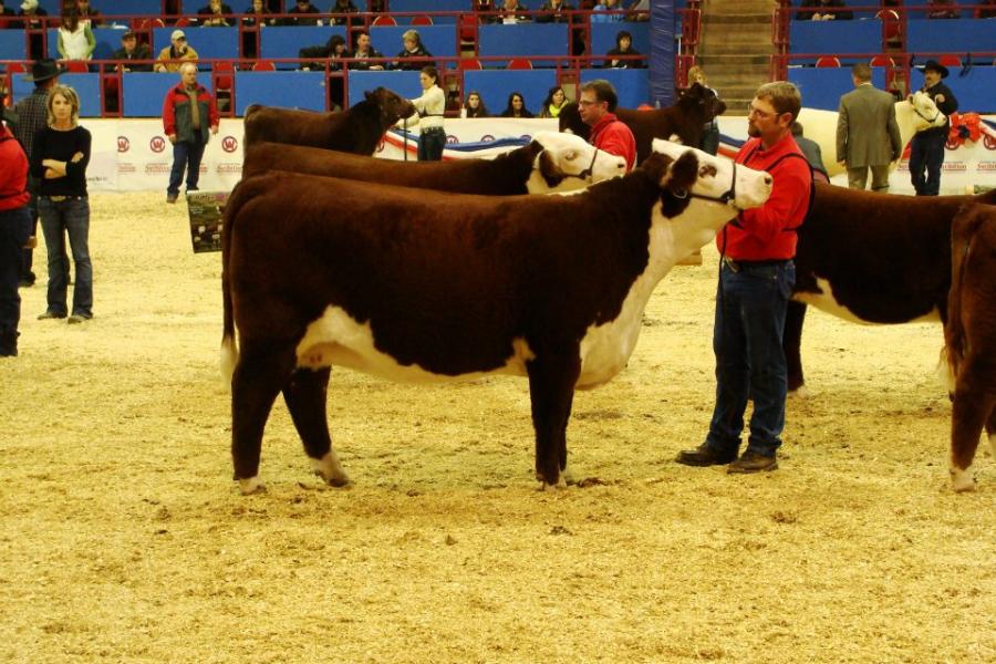 Toros Hereford