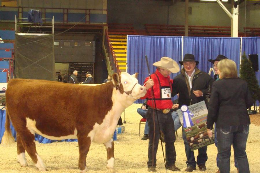 Toros Hereford