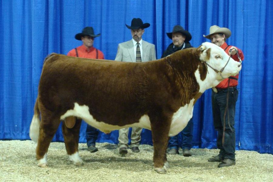 Toros Hereford