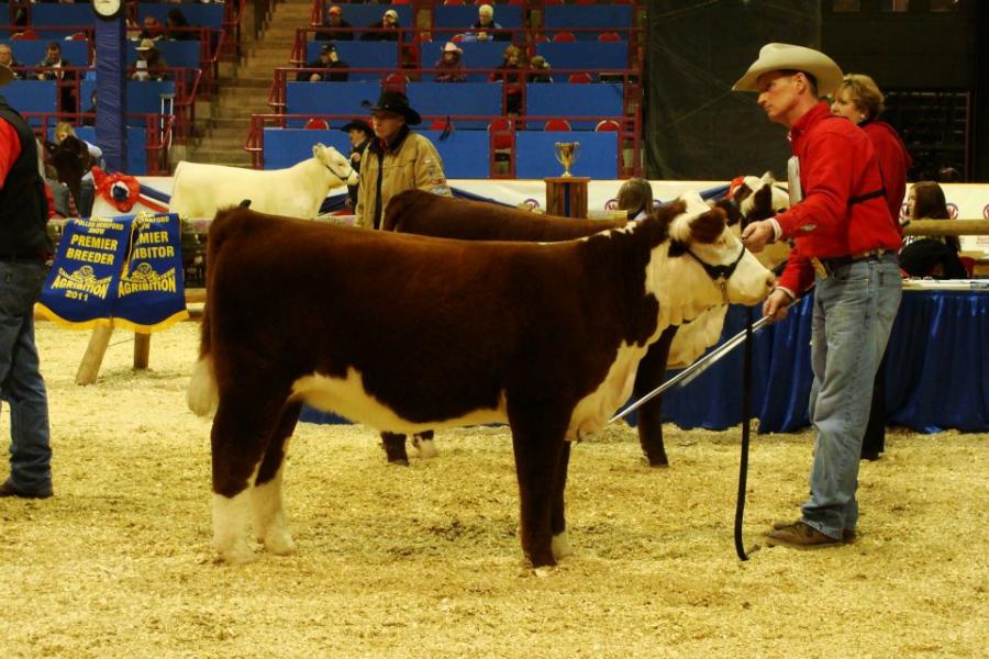 Toros Hereford