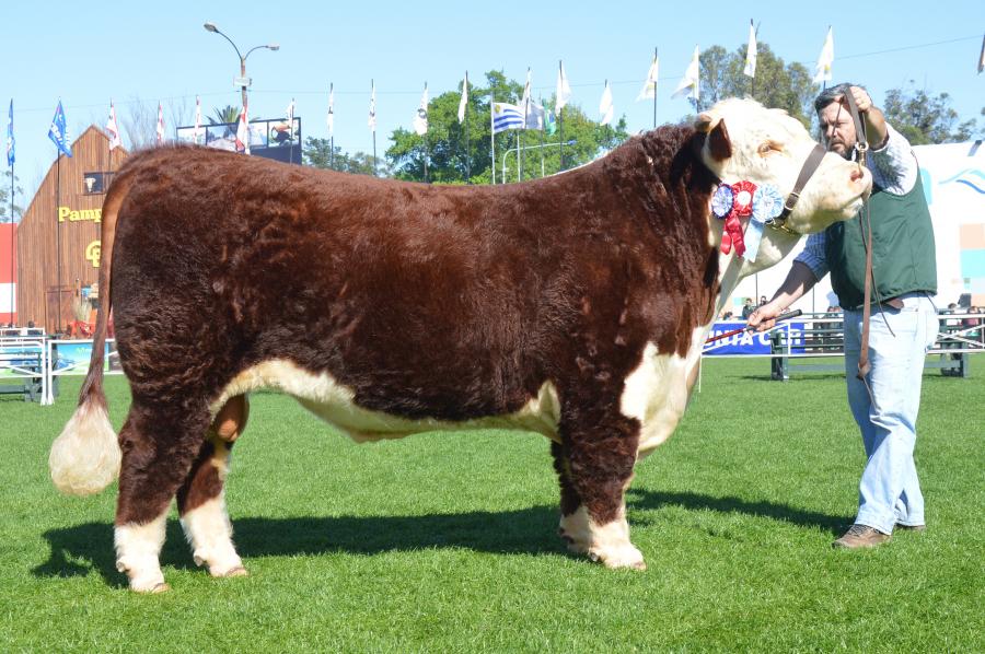 Toros Hereford