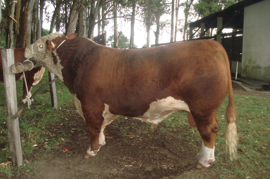 Toros Hereford