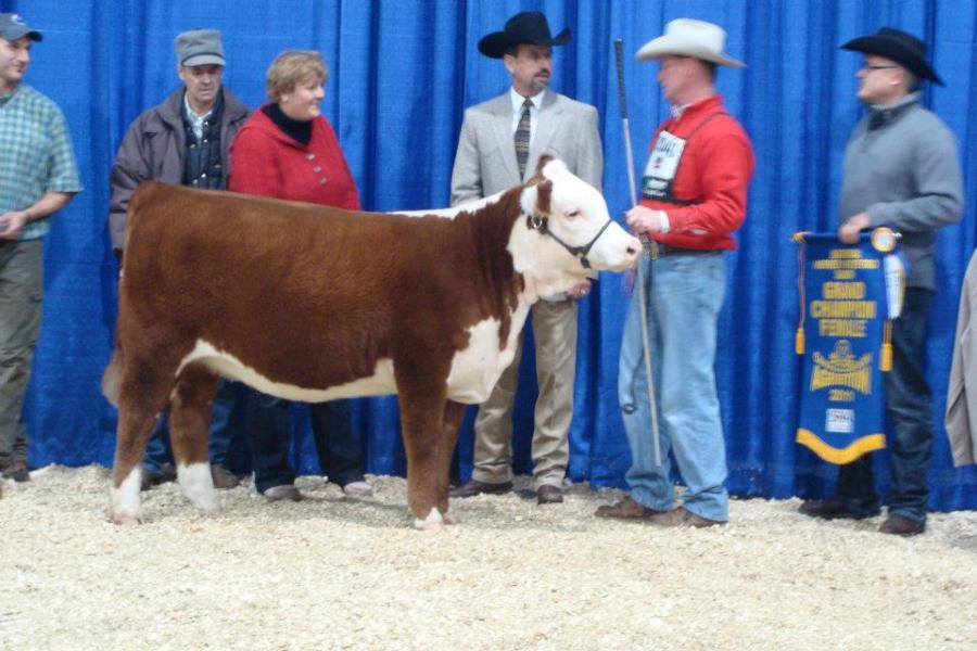 Toros Hereford