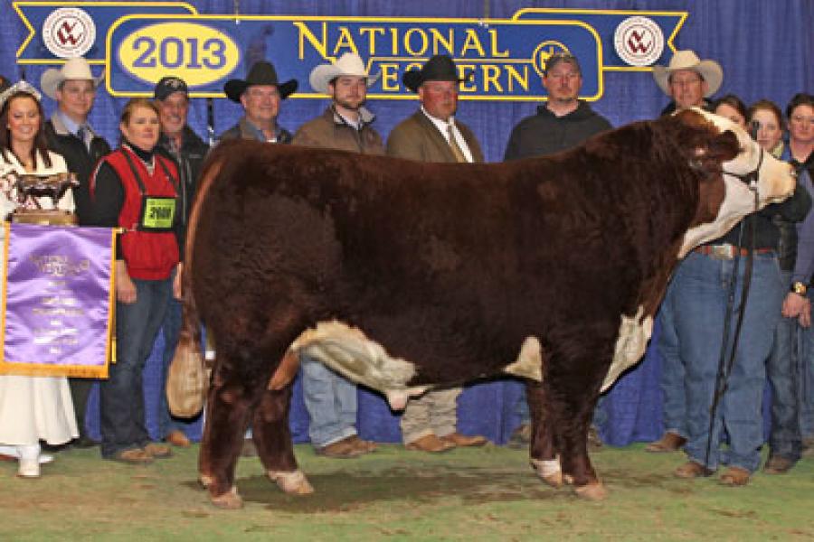 Toros Hereford