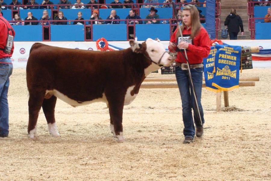 Toros Hereford