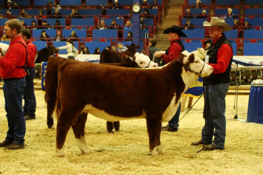 Toros Hereford