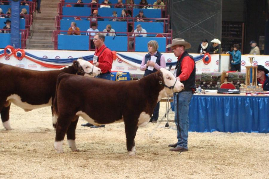 Toros Hereford