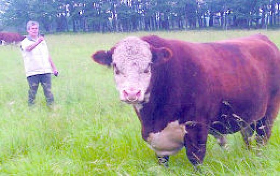 Toros Hereford