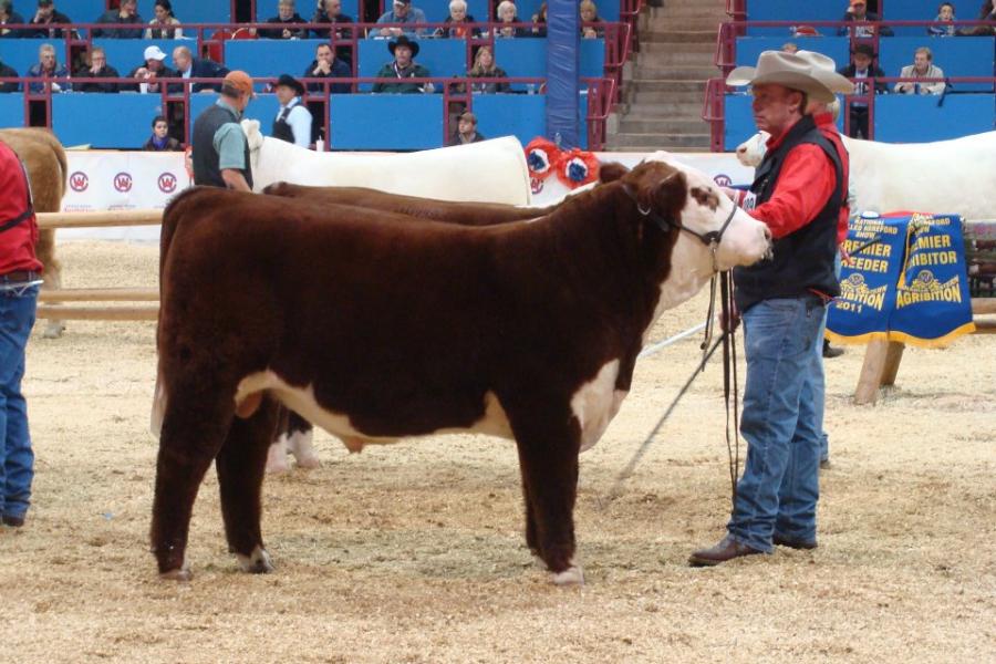 Toros Hereford