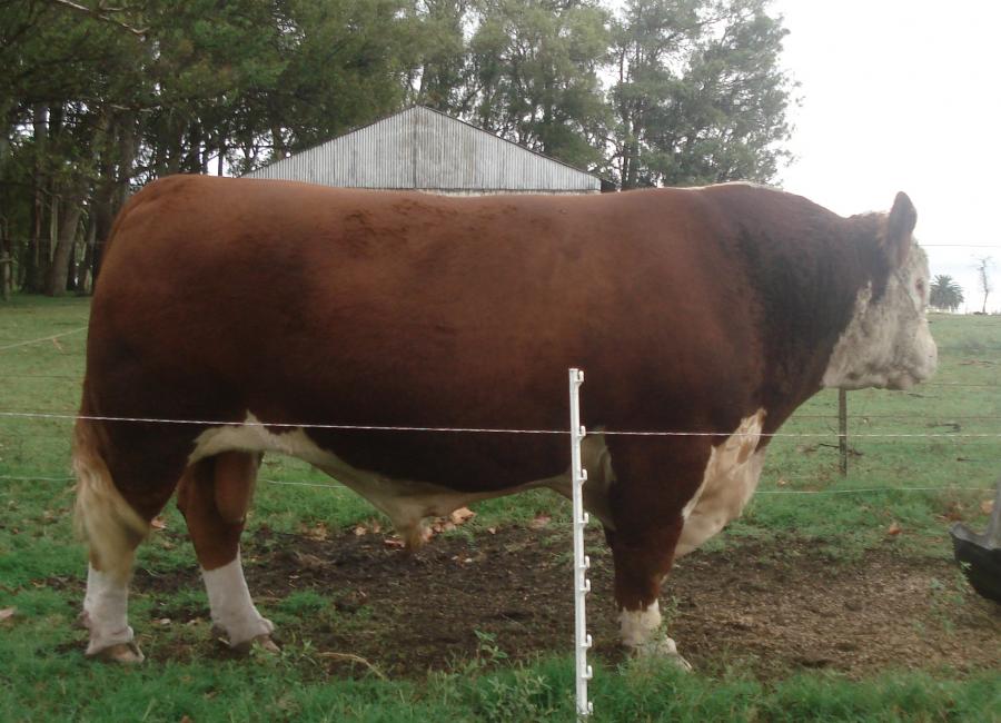 Toros Hereford