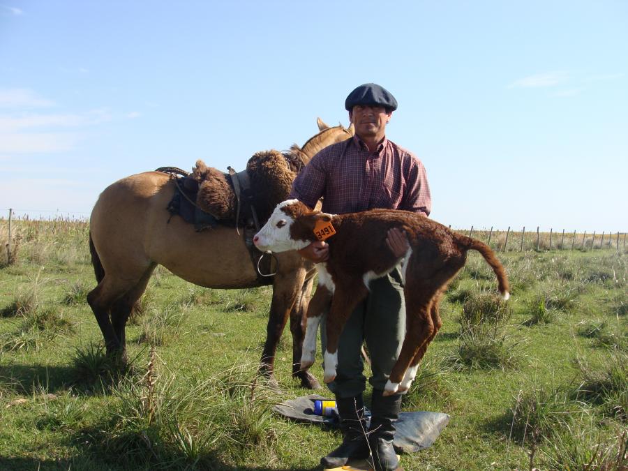 Toros Hereford