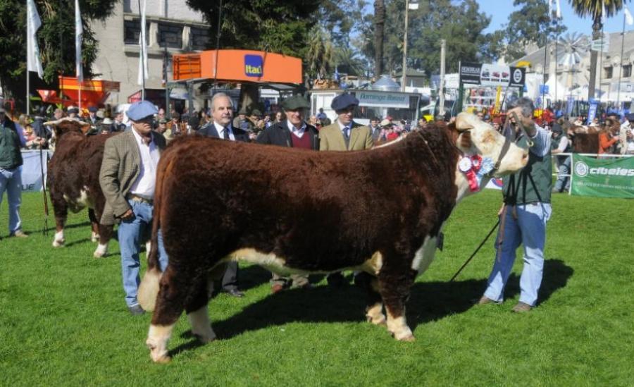 Toros Hereford