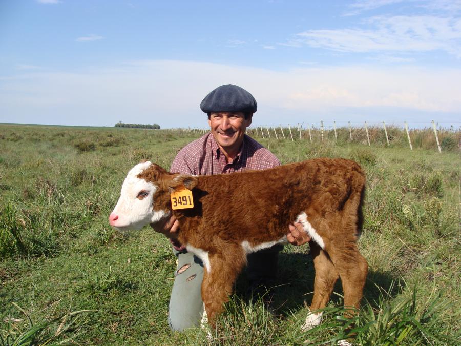 Toros Hereford