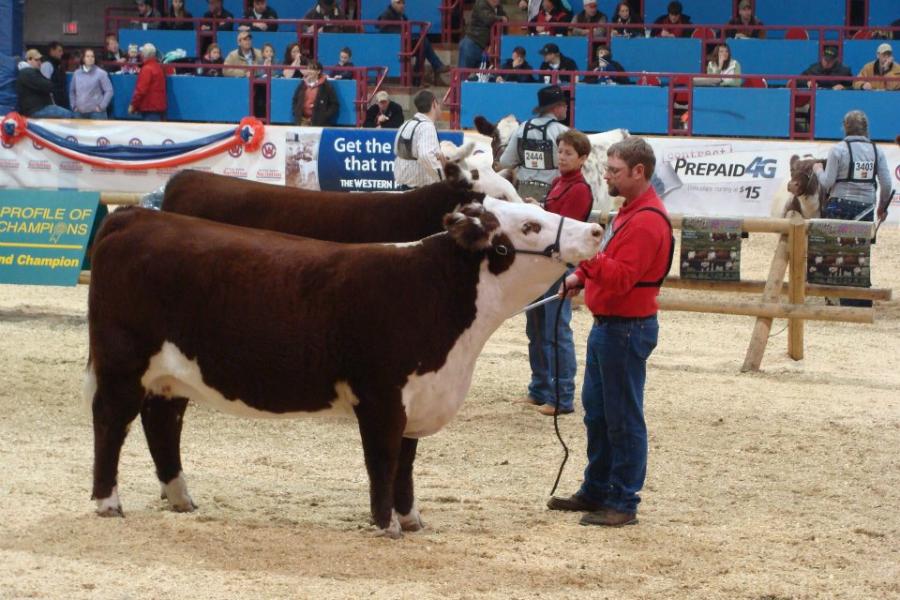 Toros Hereford