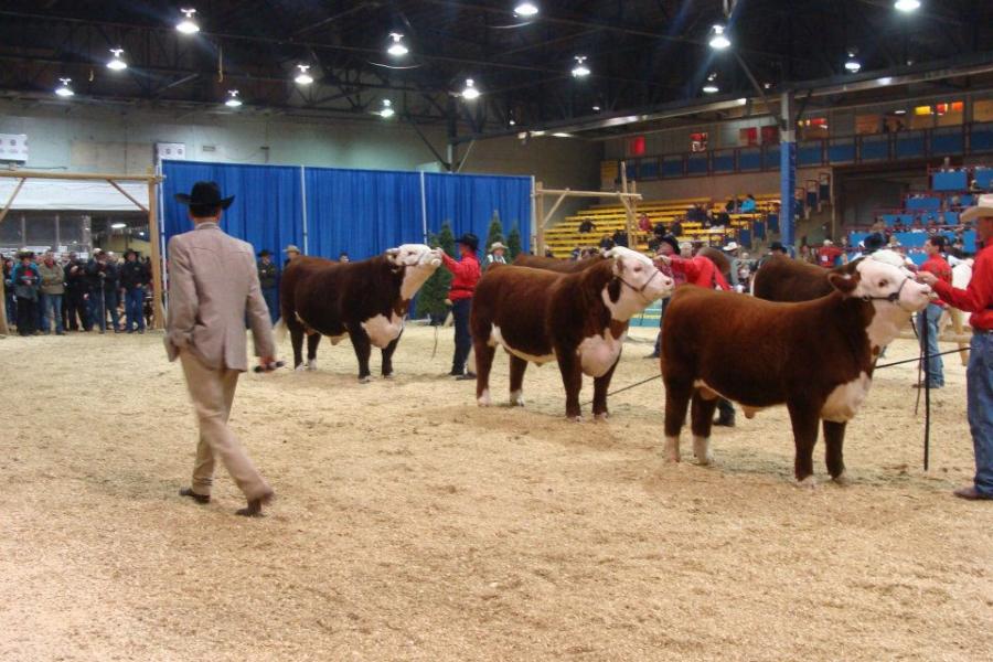 Toros Hereford