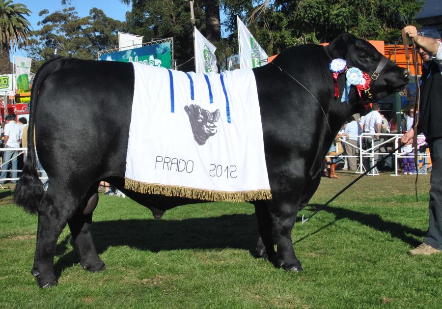 Toros Hereford