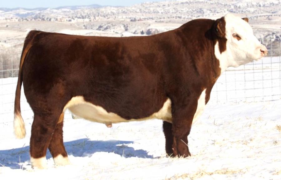 Toros Hereford