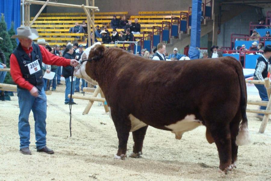 Toros Hereford