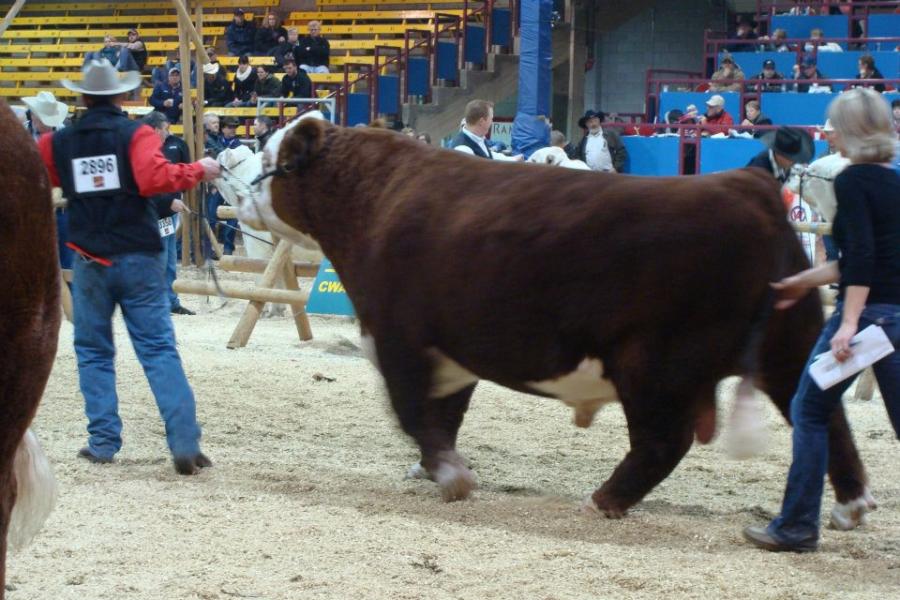 Toros Hereford