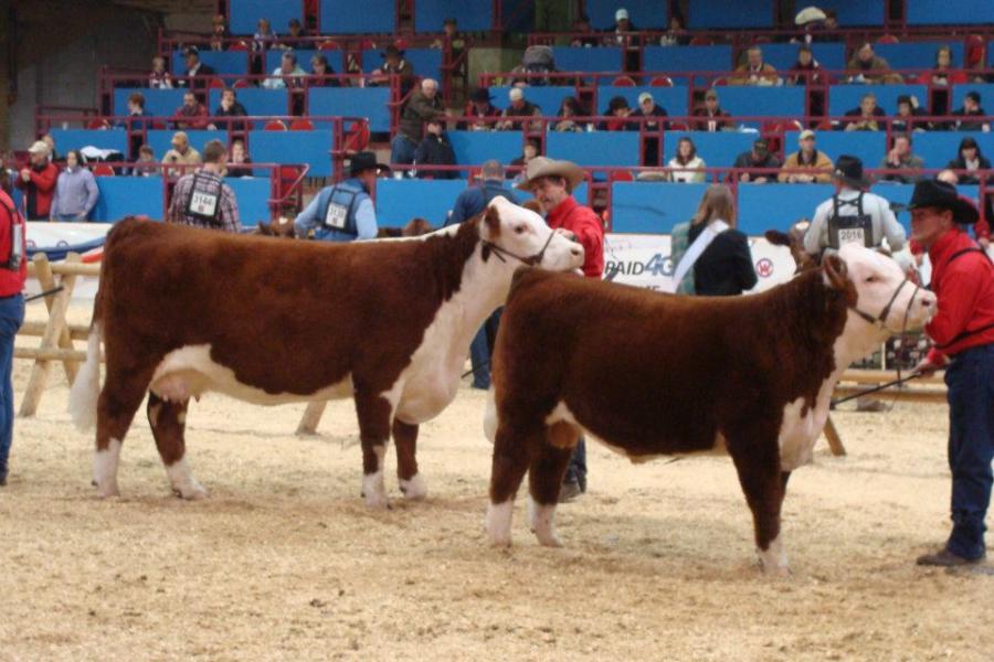 Toros Hereford