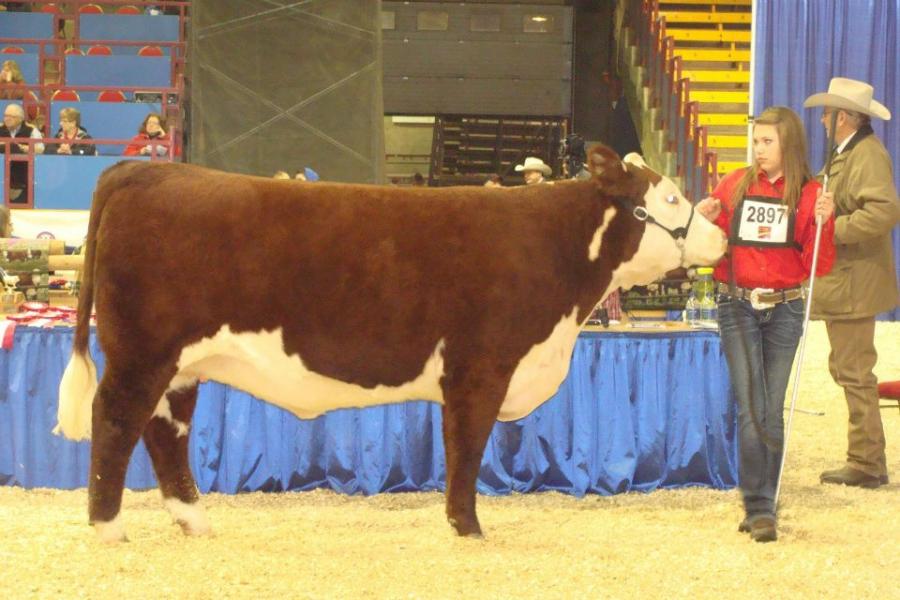 Toros Hereford