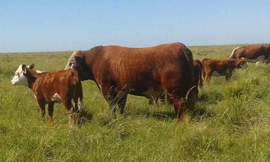 Toros Hereford