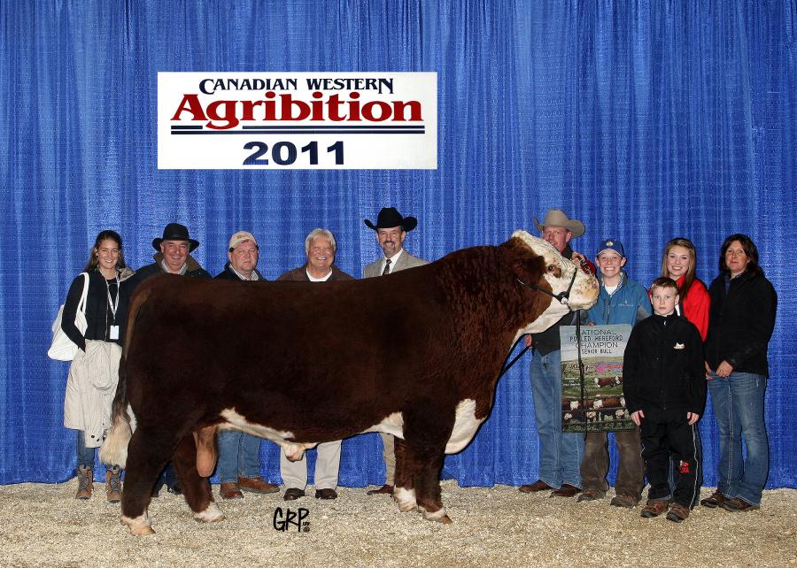 Toros Hereford