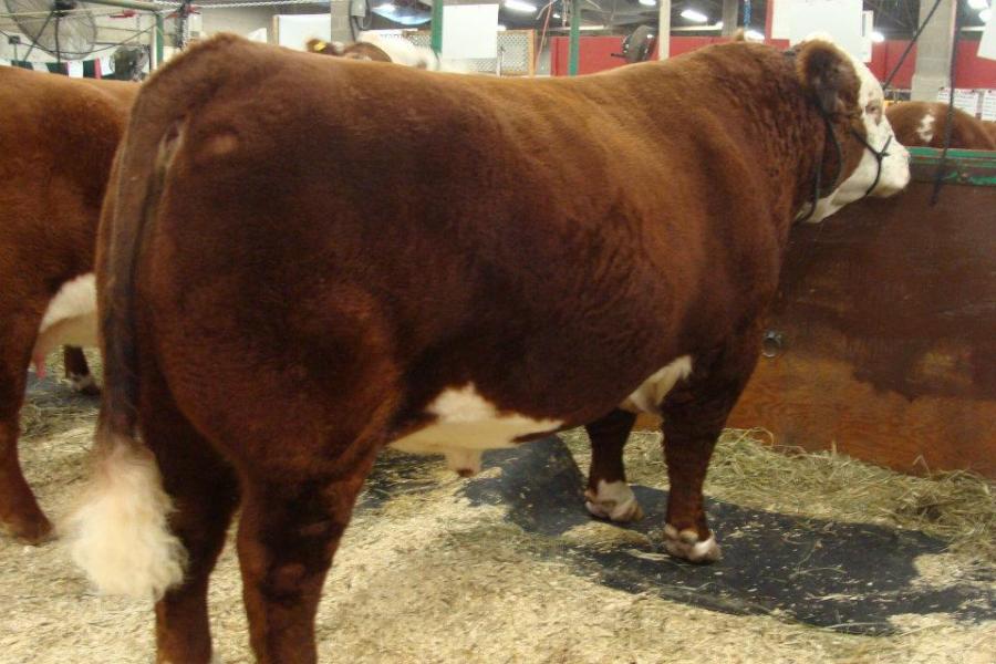 Toros Hereford