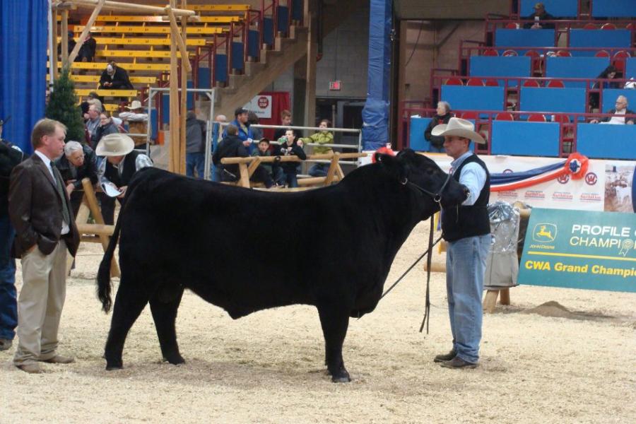 Toros Hereford