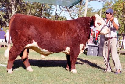 LUCHO - Gran Campeón Expo Durazno 2015 