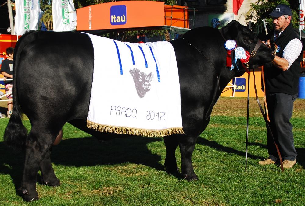 BLACK JACK - Gran Campeón Expo Prado 2012